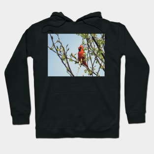 Happy Cardinal Singing Hoodie